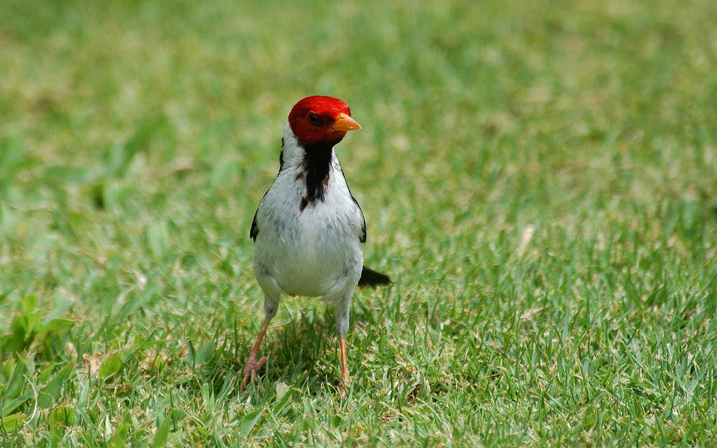 Yellow Billed Cardinal-01