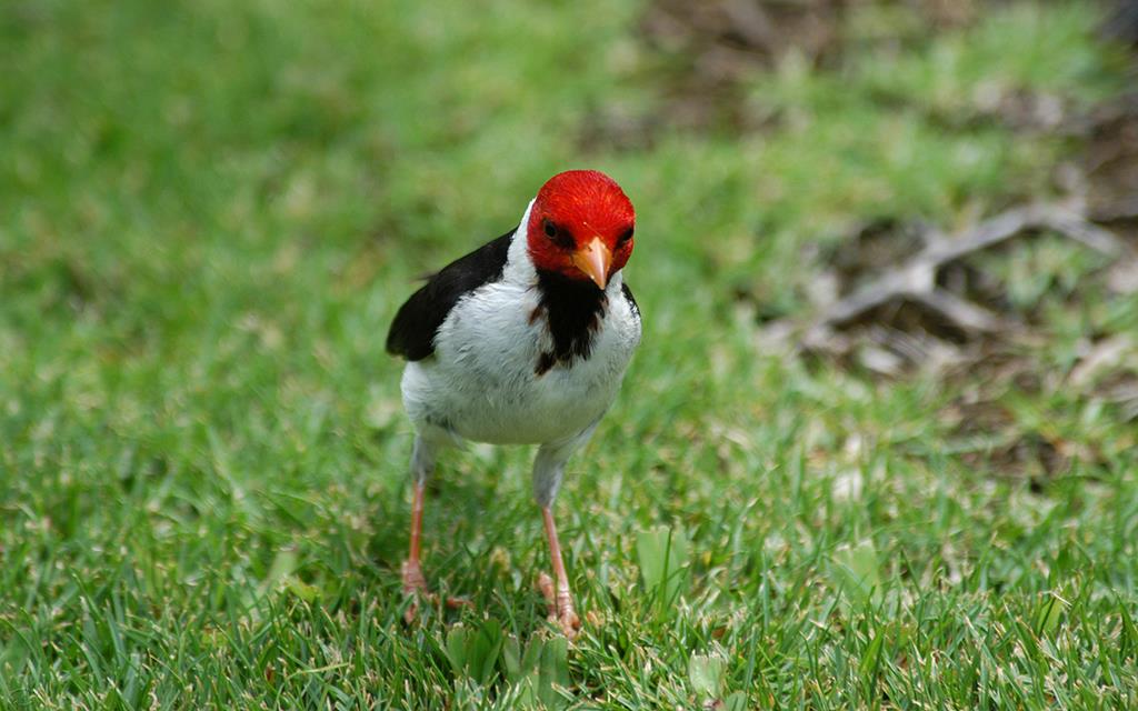 Yellow Billed Cardinal-02