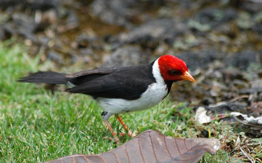 Yellow Billed Cardinal-03