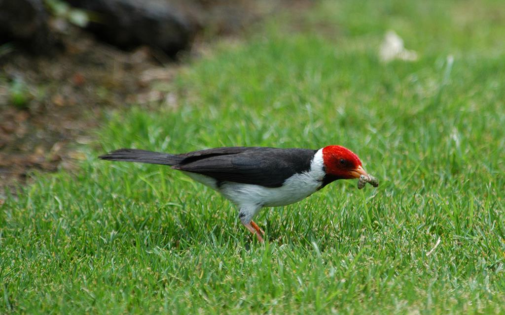 Yellow Billed Cardinal-04