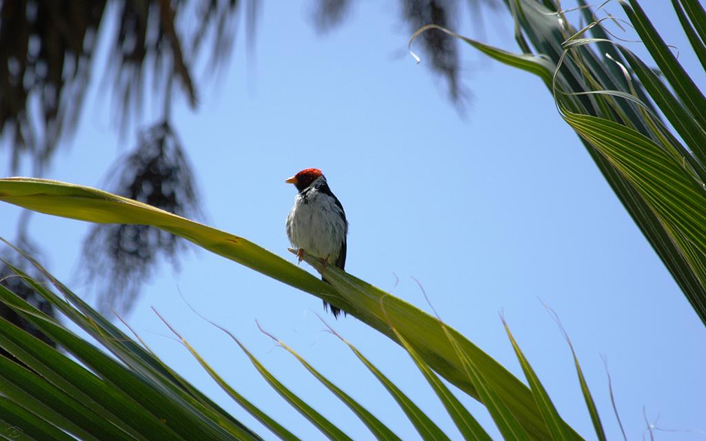 Yellow Billed Cardinal-05