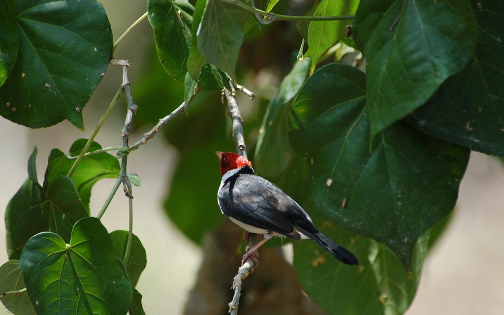 Yellow Billed Cardinal-06