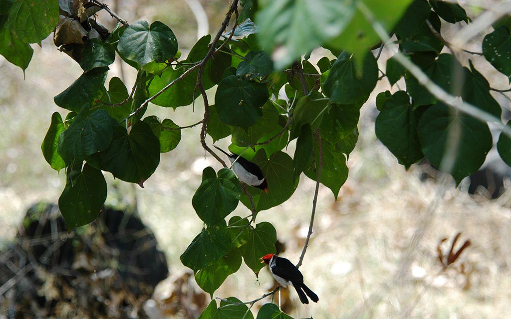 Yellow Billed Cardinal-07