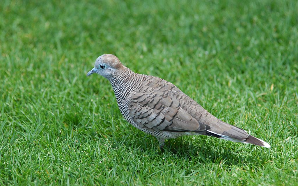 Zebra Dove