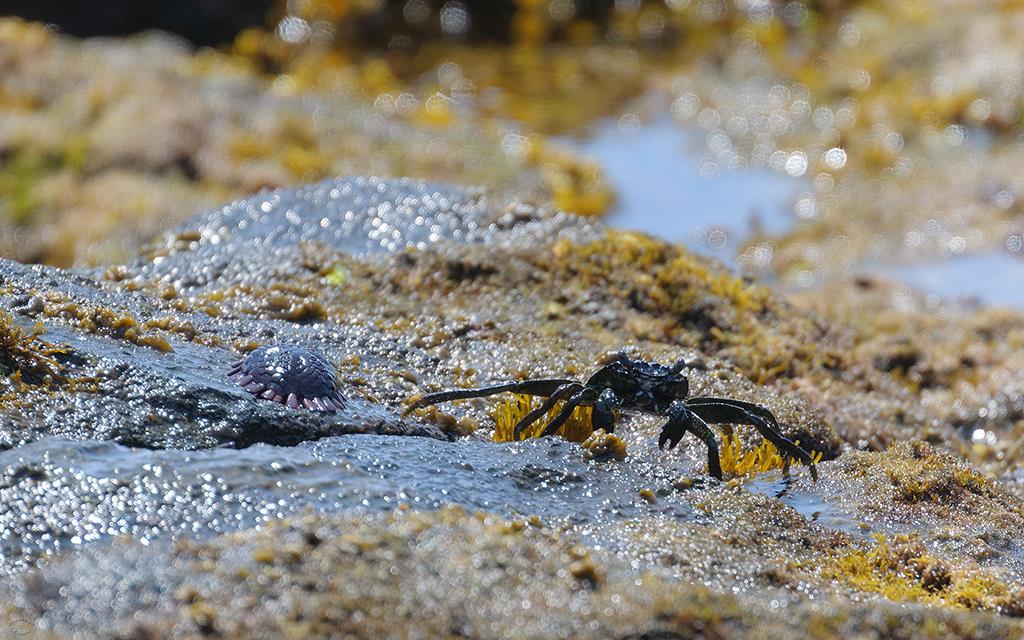 A'ama Crab And Helmet Urchin (BigIsland2013)