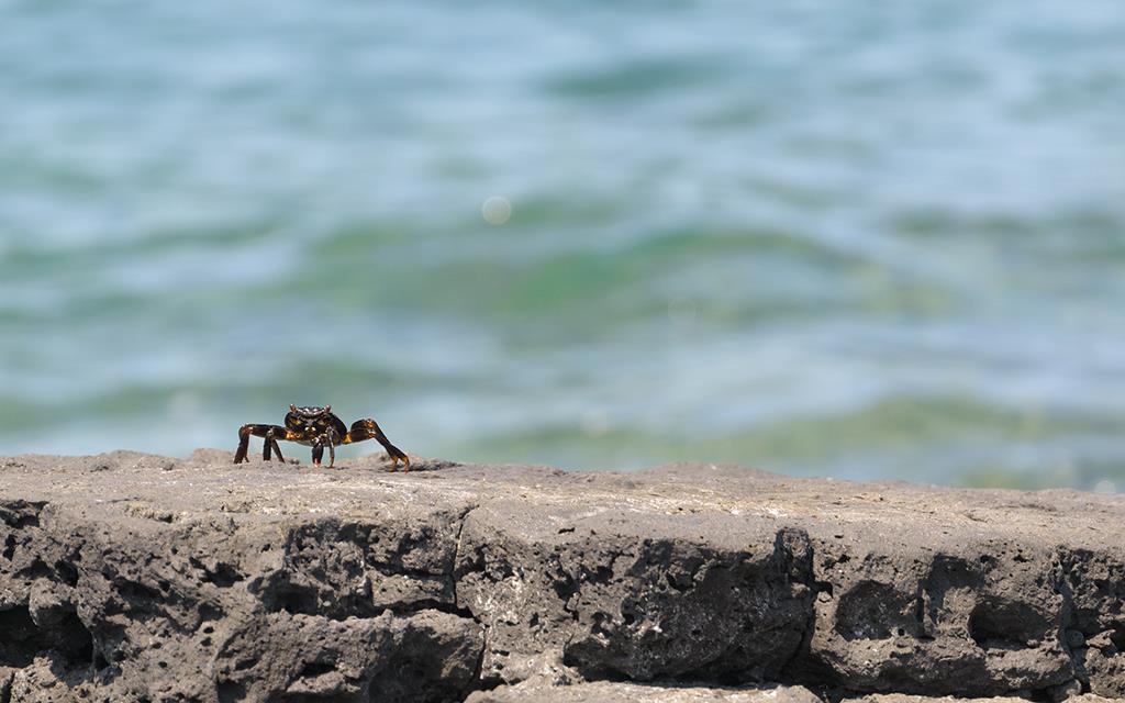 A'ama Crab (BigIsland2013)-01