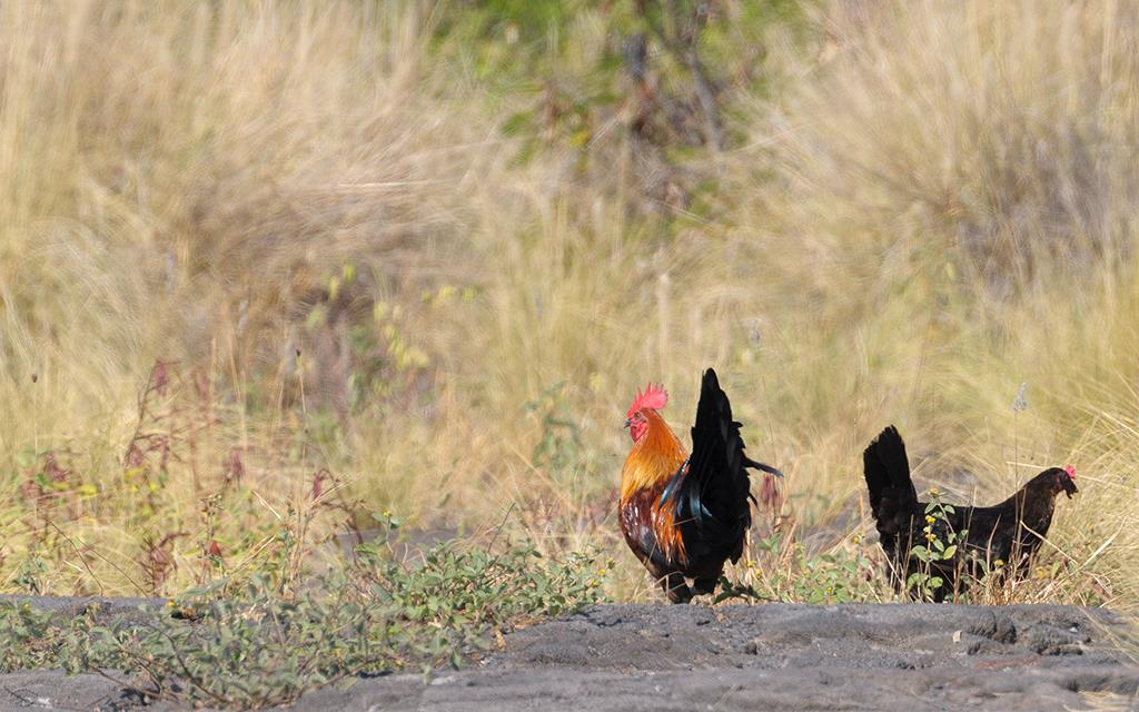 Bird- Chickens (BigIsland2013)