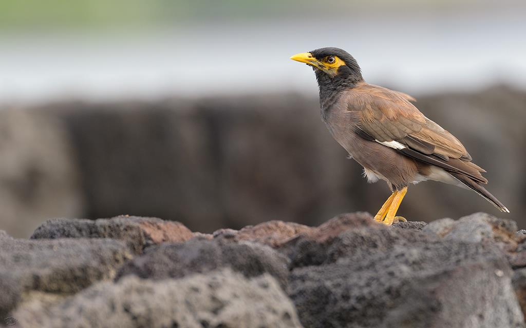 Bird- Common Myna (BigIsland2013)-01