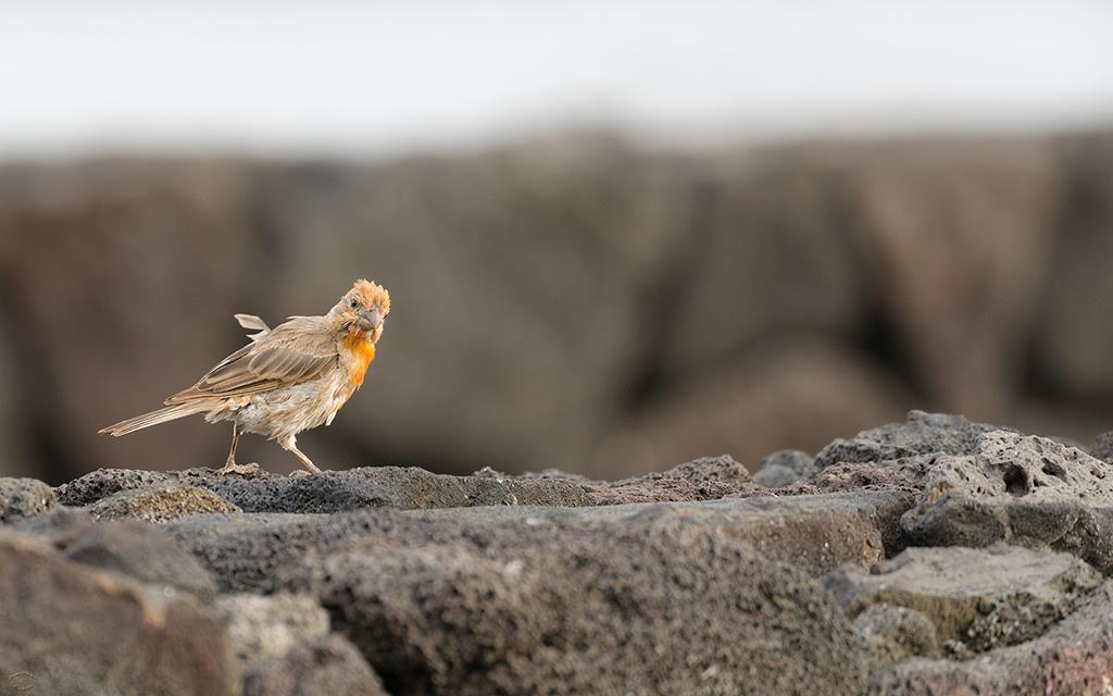 Bird- Finch (BigIsland2013)