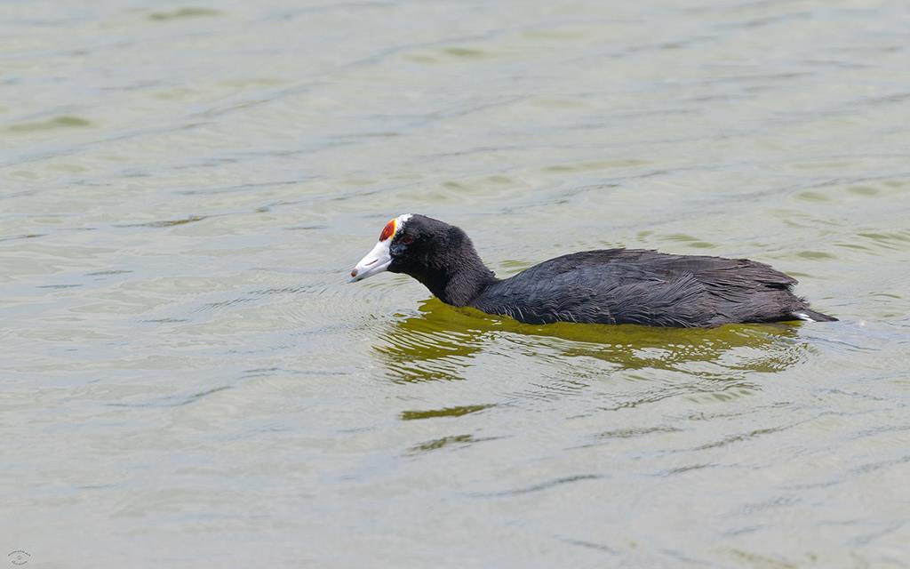 Bird- Hawaiian Coot (BigIsland2013)