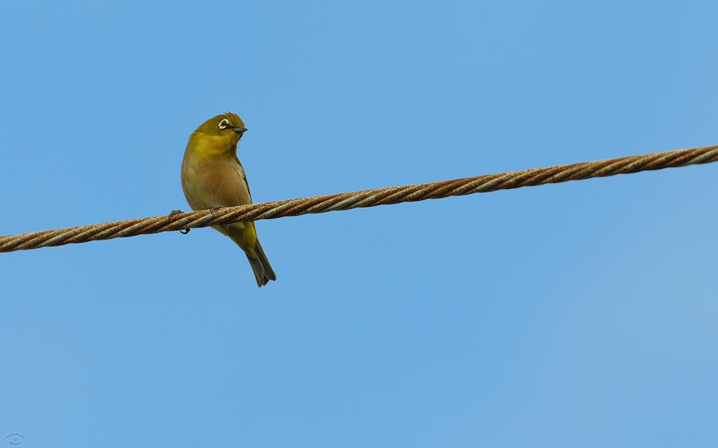 Bird- Japaneese White-Eye (BigIsland2013)