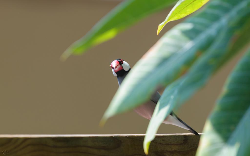 Bird- Java Finch (BigIsland2013)-01