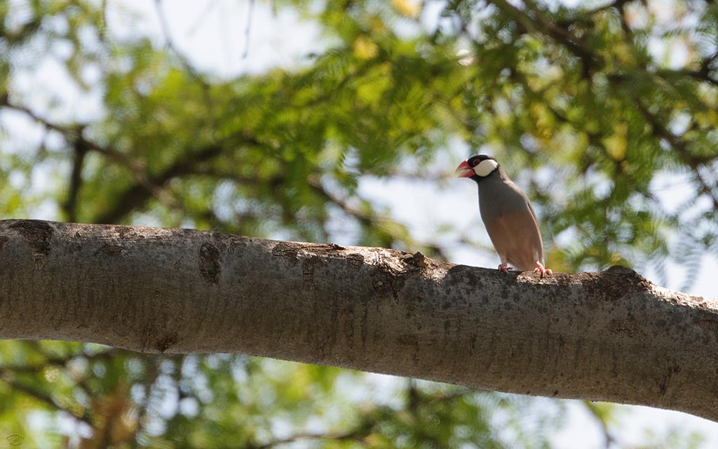 Bird- Java Finch (BigIsland2013)-02