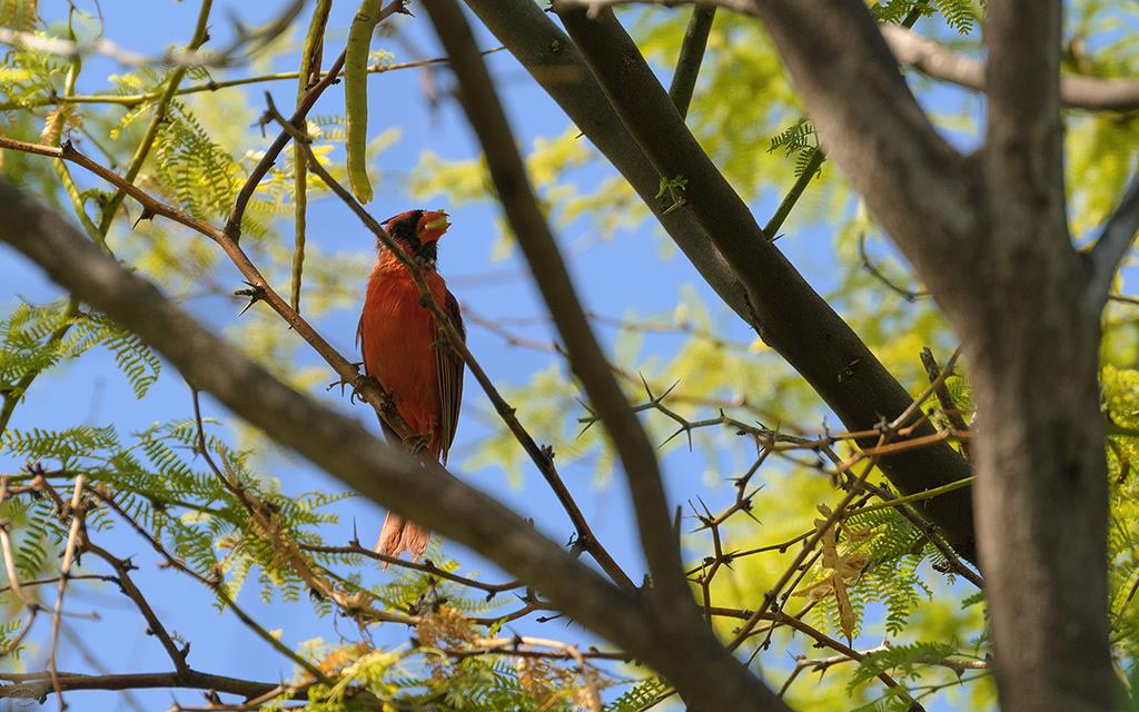 Bird- Northern Cardinal (BigIsland2013)