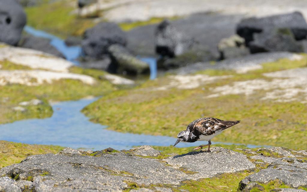 Bird- Ruddy Turnstone (BigIsland2013)-01