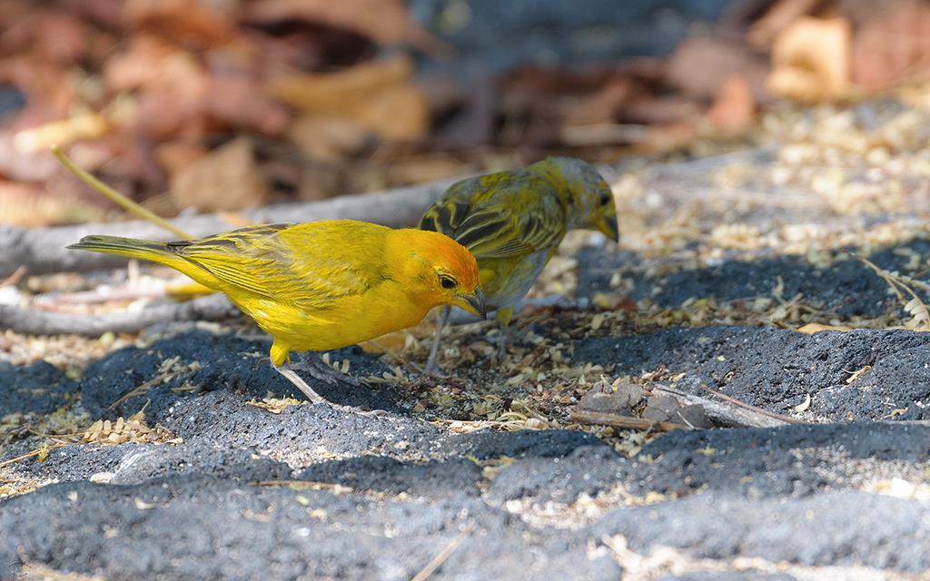 Bird- Saffron Finch (BigIsland2013)-01