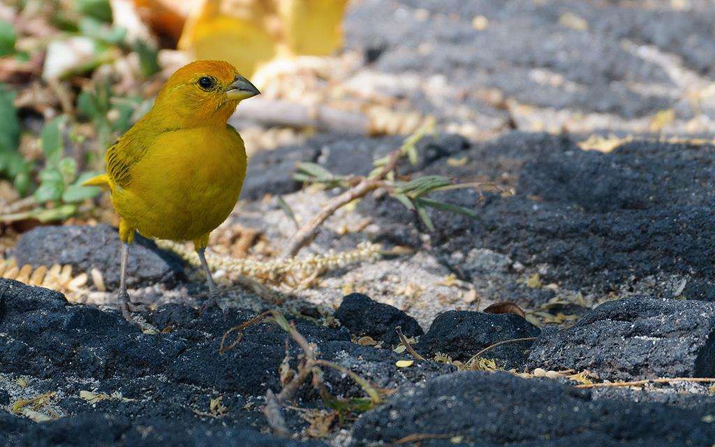 Bird- Saffron Finch (BigIsland2013)-02