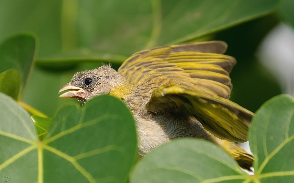 Bird- Saffron Finch Juvenile (BigIsland2013)