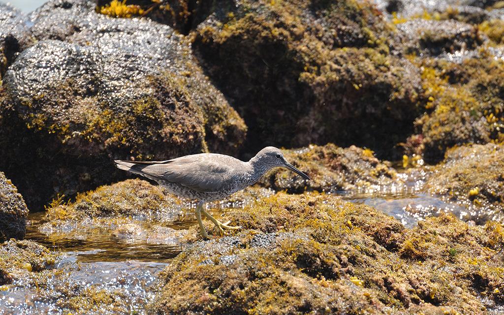 Bird- Wandering Tattler (BigIsland2013)-01