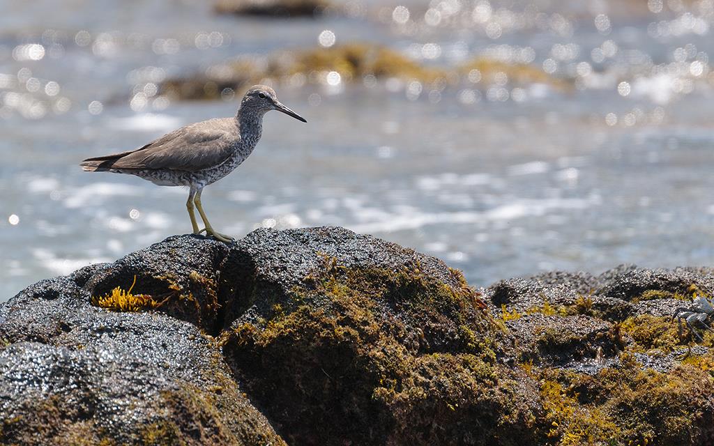 Bird- Wandering Tattler (BigIsland2013)-02