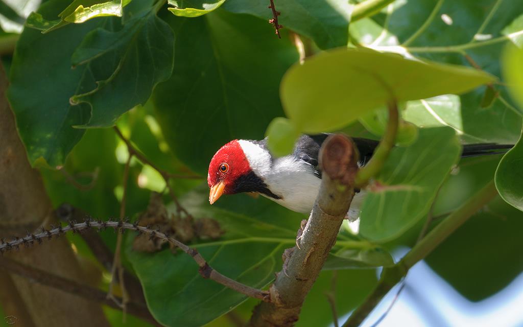 Bird- Yellow Billed Cardinal (BigIsland2013)-01