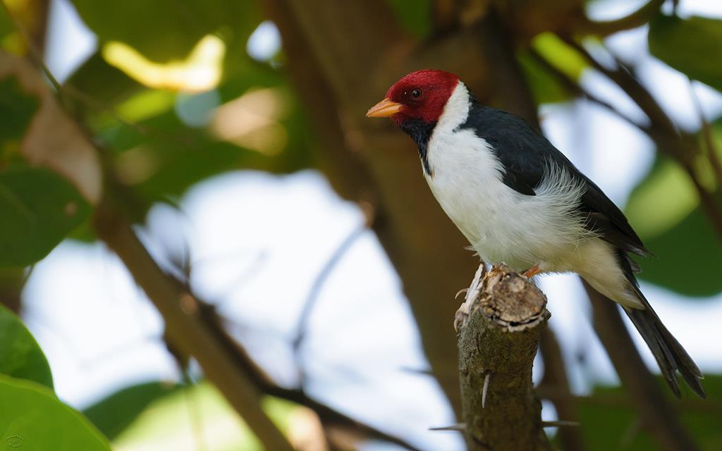 Bird- Yellow Billed Cardinal (BigIsland2013)-02