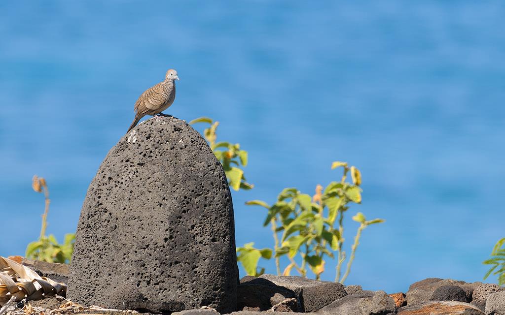 Bird- Zebra Dove (BigIsland2013)