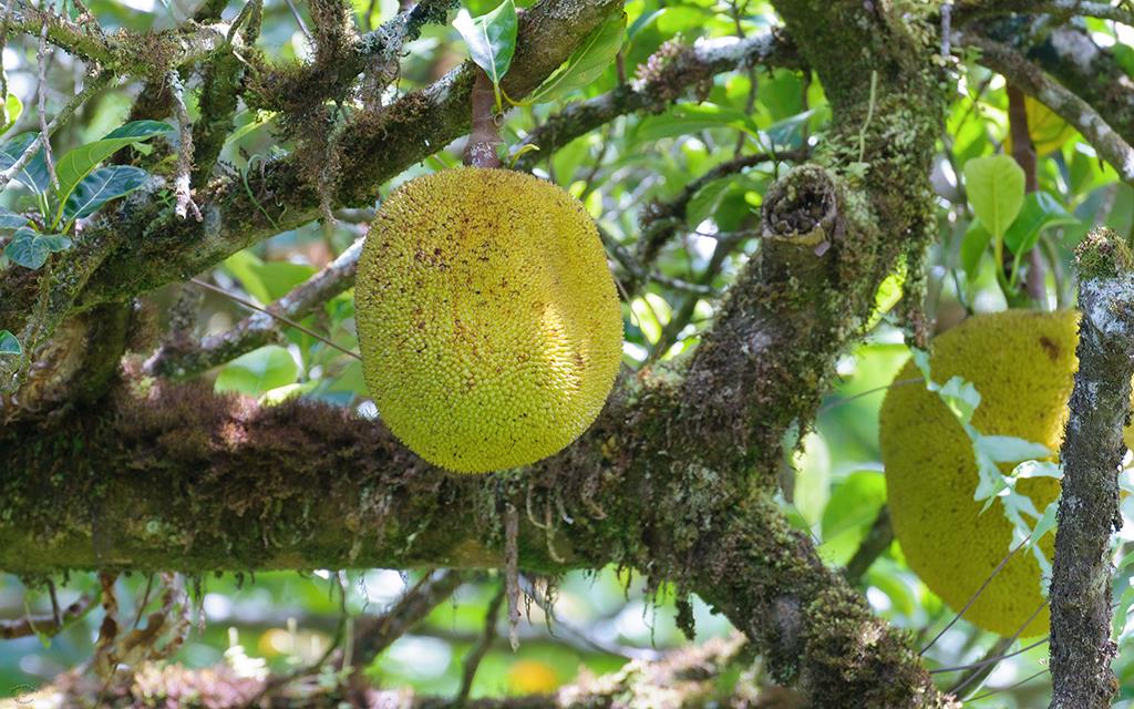 Breadfruit (BigIsland2013)