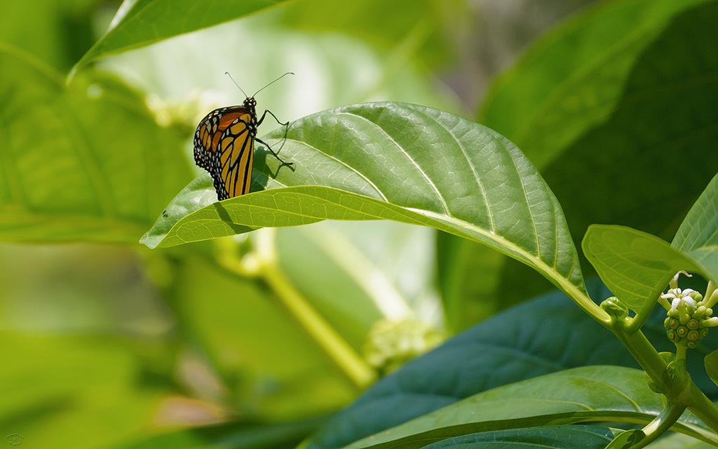 Butterfly (BigIsland2013)