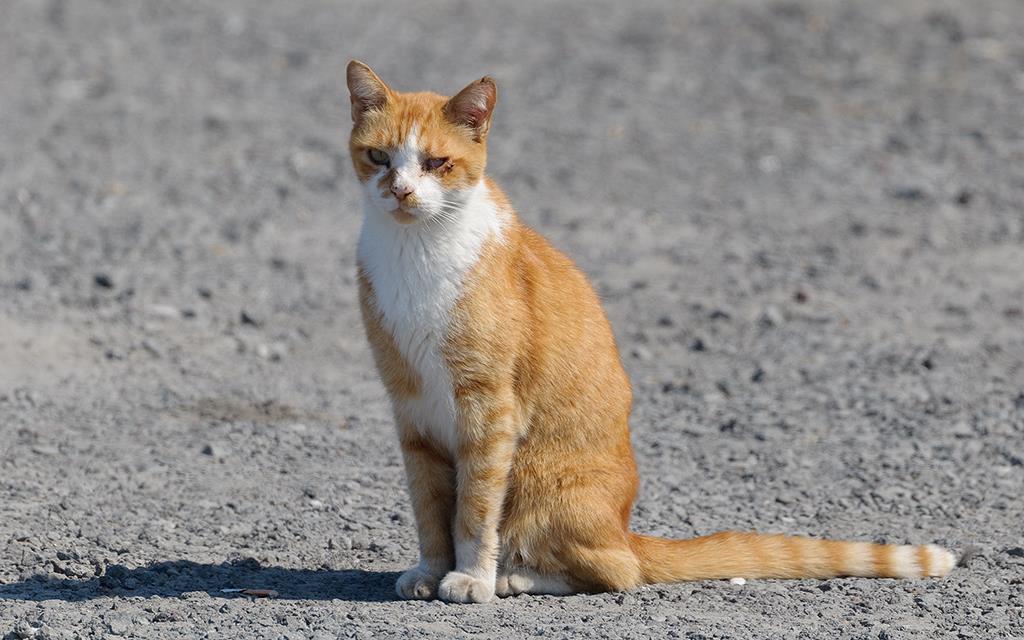 Cat (BigIsland2013)-03