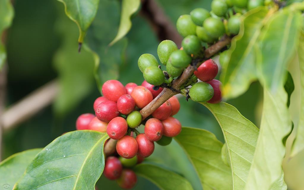 Coffee (BigIsland2013)-01