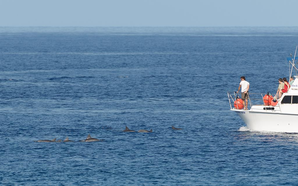 Dolphins (BigIsland2013)-01