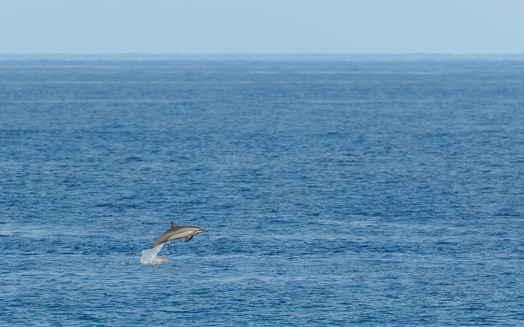 Dolphins (BigIsland2013)-02