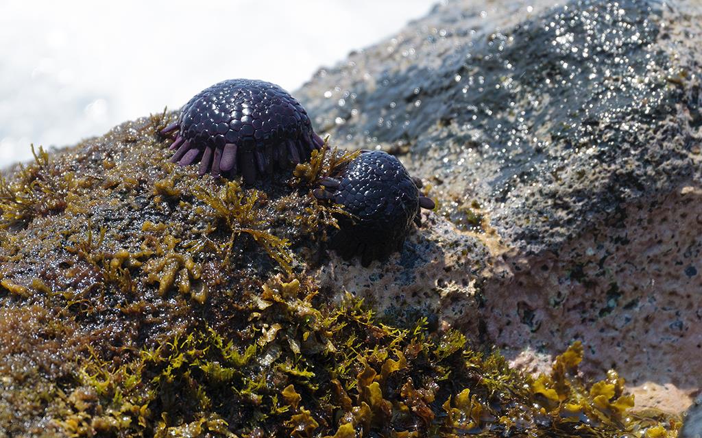 Helmet Urchin (BigIsland2013)