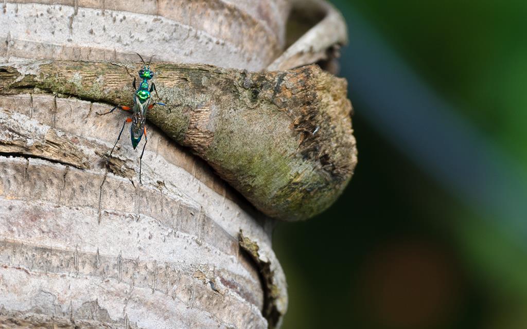 Insect (BigIsland2013)