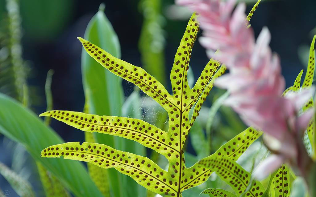 Leaf Spores (BigIsland2013)