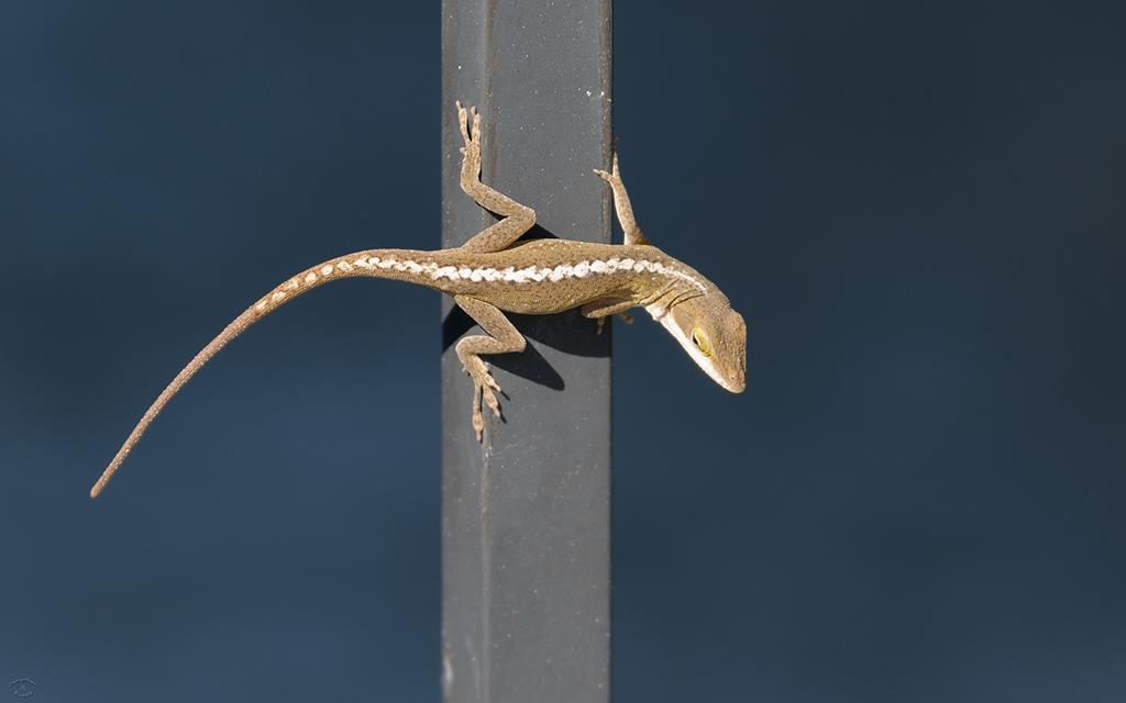 Lizard- Anole (BigIsland2013)-01