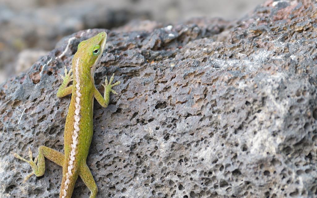 Lizard- Anole (BigIsland2013)-03