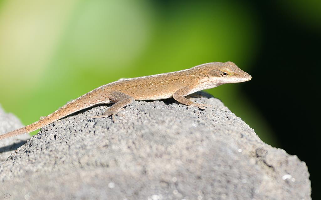 Lizard- Anole (BigIsland2013)-04