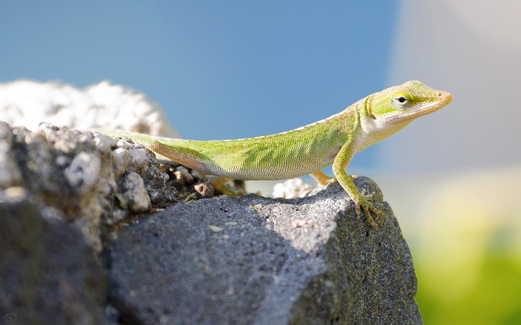 Lizard- Anole (BigIsland2013)-05