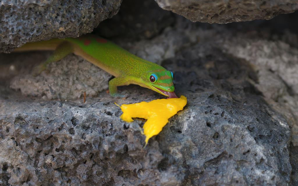 Lizard- Gold Dust Day Gecko (BigIsland2013)-01