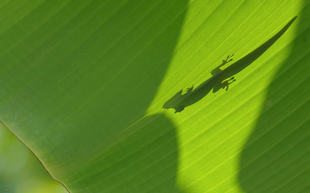 Lizard- Gold Dust Day Gecko (BigIsland2013)-03