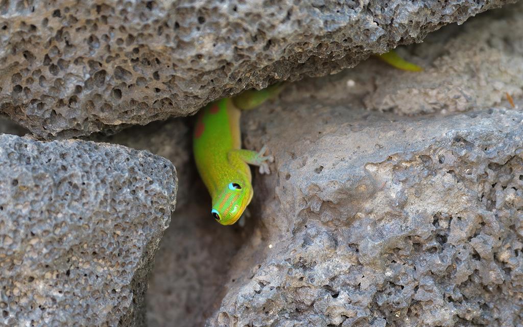 Lizard- Gold Dust Day Gecko (BigIsland2013)-04