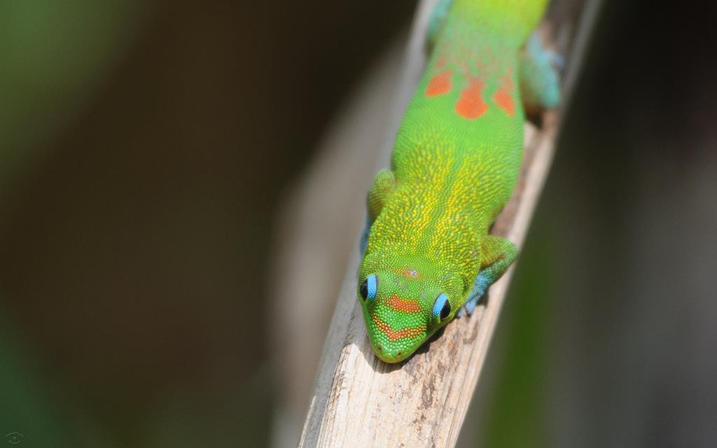 Lizard- Gold Dust Day Gecko (BigIsland2013)-05