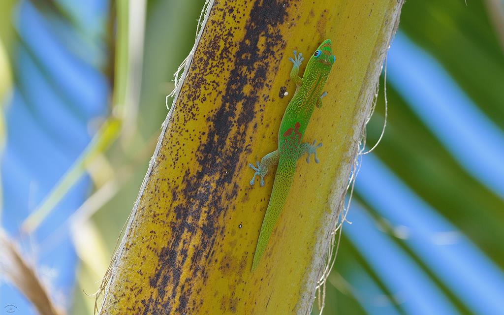 Lizard- Gold Dust Day Gecko (BigIsland2013)-06