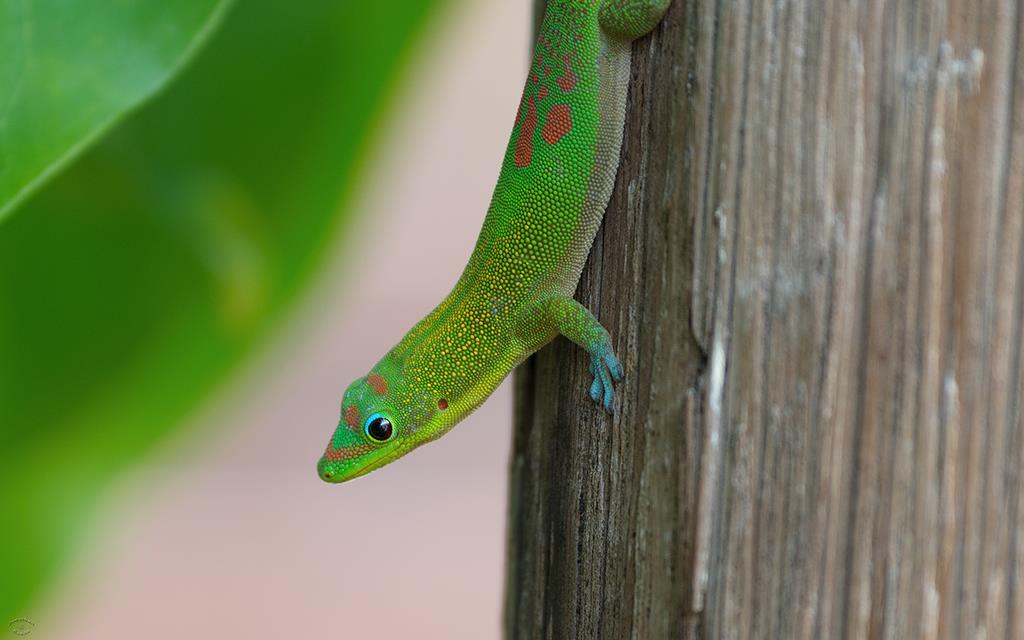 Lizard- Gold Dust Day Gecko (BigIsland2013)-08