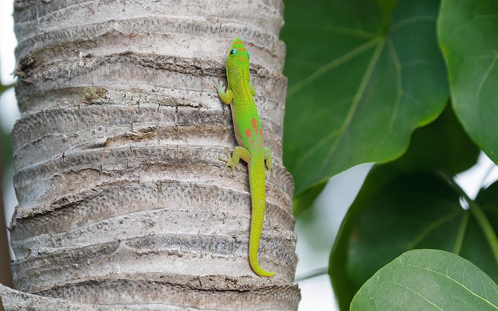 Lizard- Gold Dust Day Gecko (BigIsland2013)-12