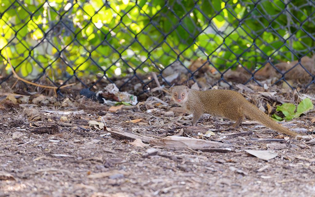 Mongoose (BigIsland2013)