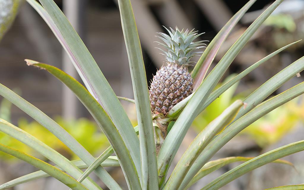 Pineapple (BigIsland2013)