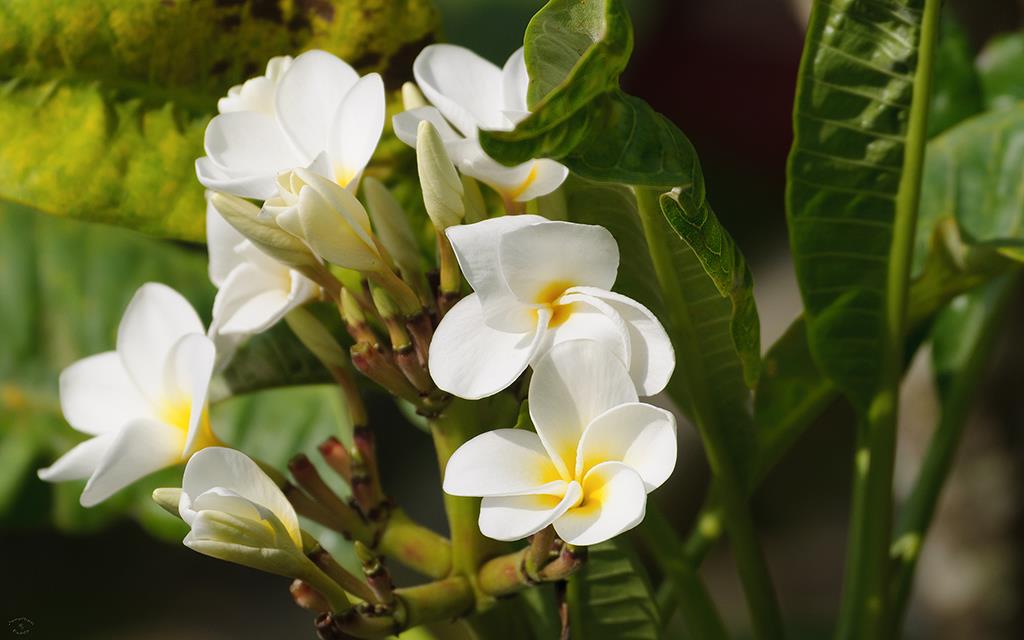 Plumaria (BigIsland2013)